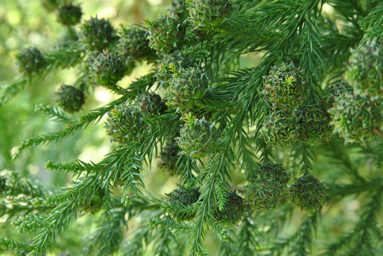 https://www.vdberk.cz/stromy/cryptomeria-japonica/
