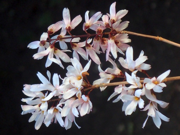 https://botany.cz/cs/abeliophyllum-distichum/